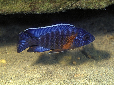 Aulonocara stuartgranti 'Ntekete'